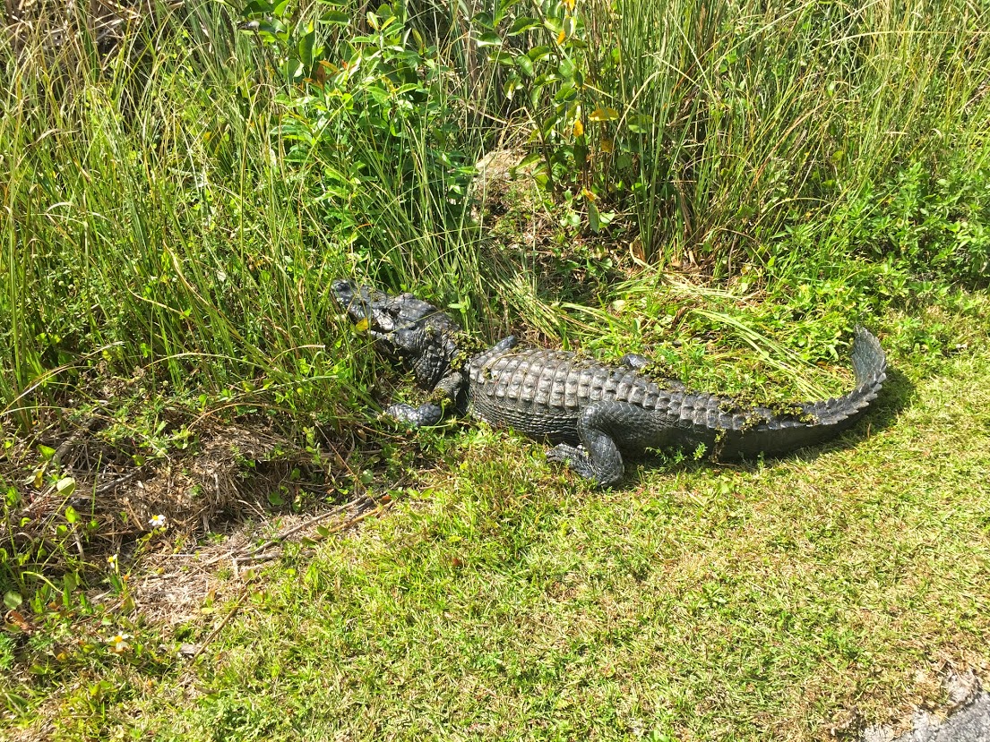 一起旅行 之 Everglades 大沼泽国家公园 - abcxyz123.com