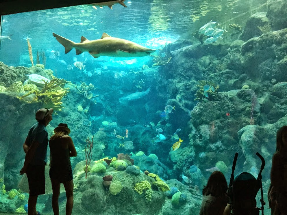 人在旅途 - Tampa Aquarium - abcxyz123.com