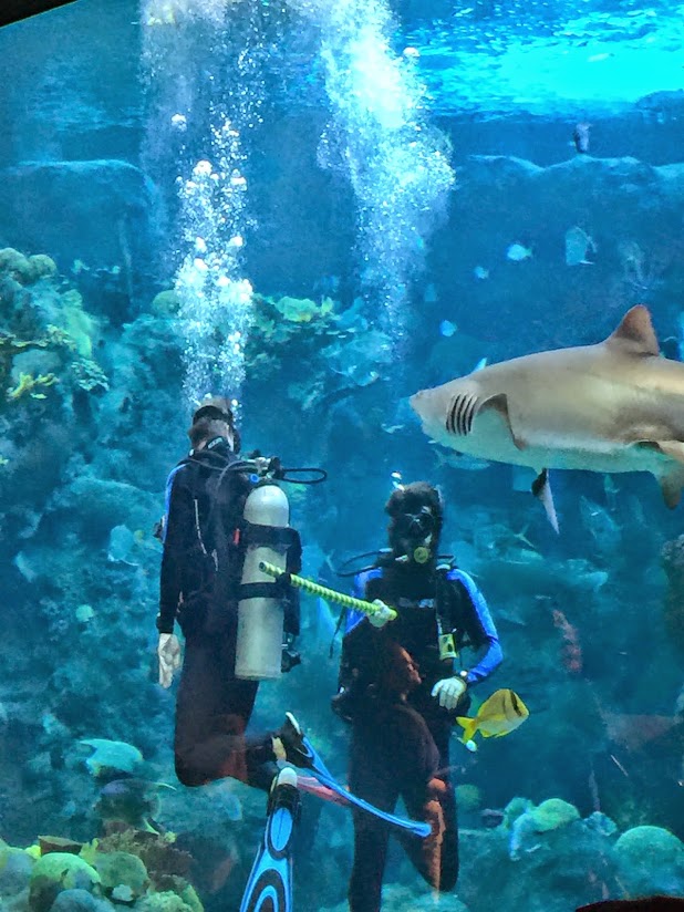 人在旅途 - Tampa Aquarium - abcxyz123.com