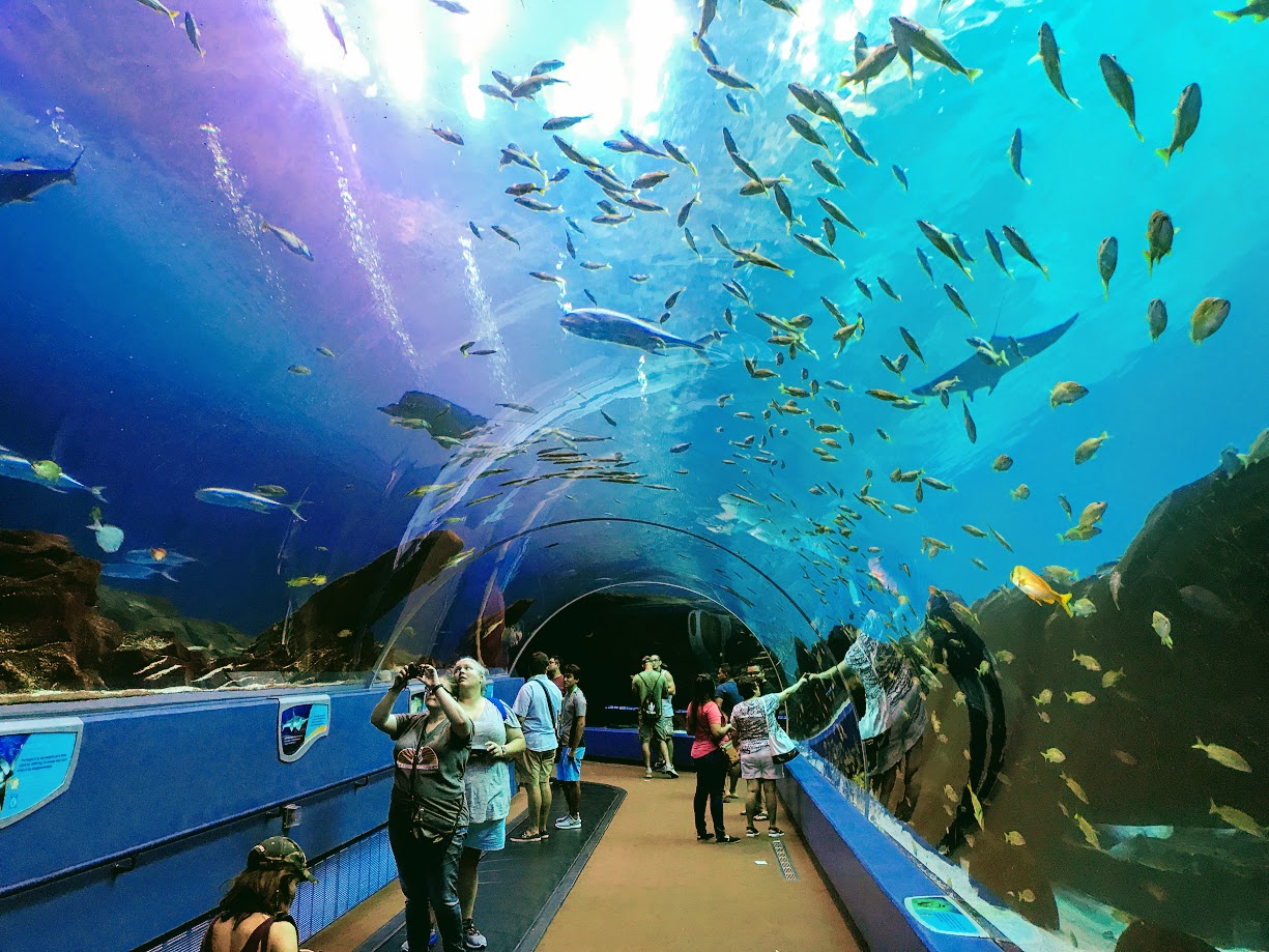 人在旅途 - Atlanta Aquarium - abcxyz123.com
