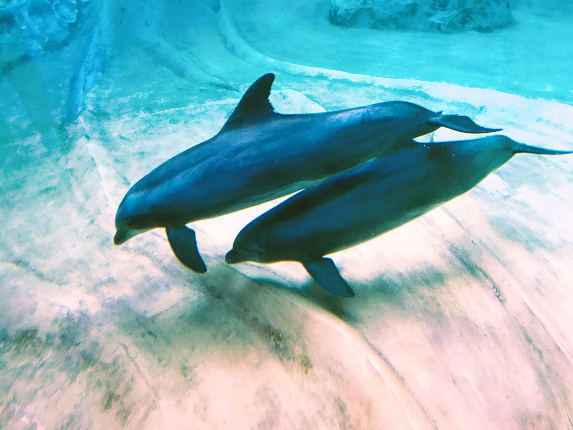 人在旅途 - Atlanta Aquarium - abcxyz123.com